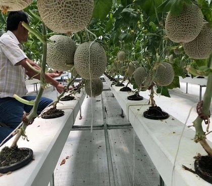 如何無(wú)土栽培蔬菜？哪些蔬菜適合無(wú)土栽培？無(wú)土蔬菜栽培技術(shù)要點(diǎn)
