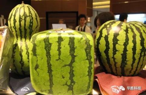 水果種植騙局！農(nóng)民朋友要當(dāng)心了！
