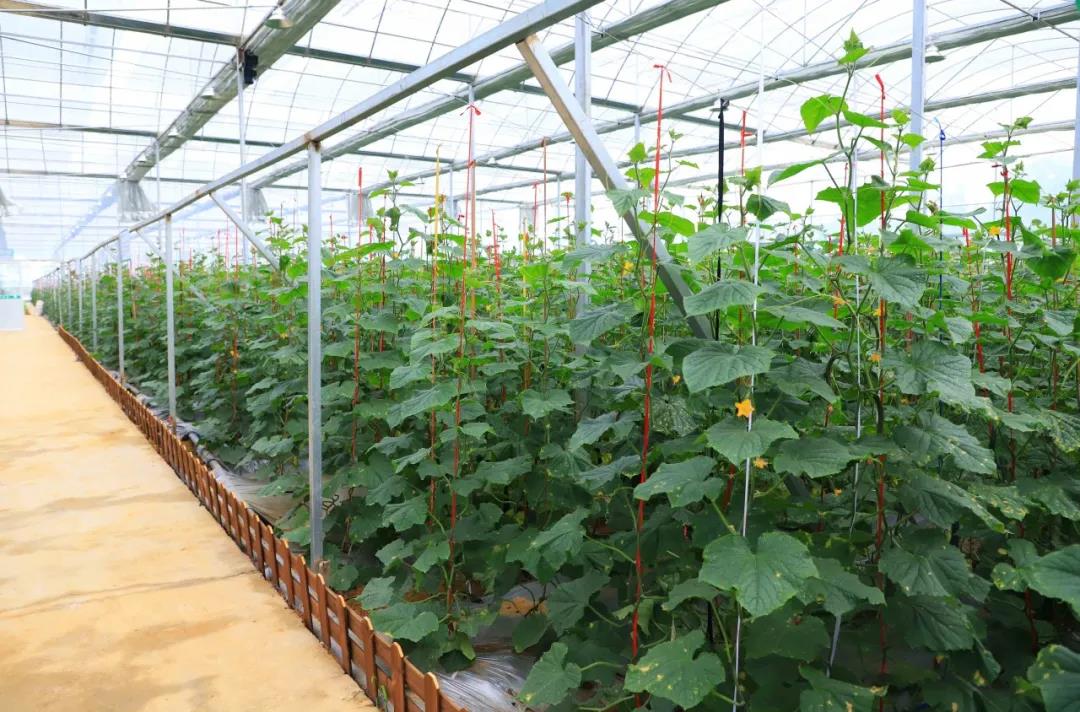 金海湖新區(qū)，智能溫室大棚采用華勝物聯(lián)網(wǎng)水肥一體化設(shè)備實(shí)現(xiàn)智能化灌溉