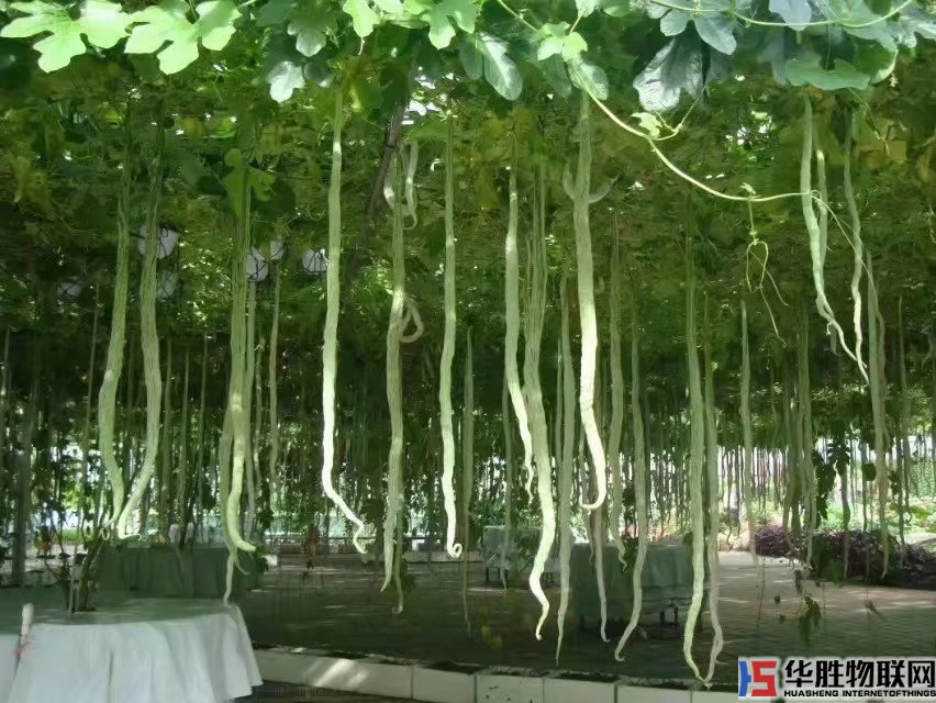 如何無(wú)土栽培蔬菜？哪些蔬菜適合無(wú)土栽培？無(wú)土蔬菜栽培技術(shù)要點(diǎn)