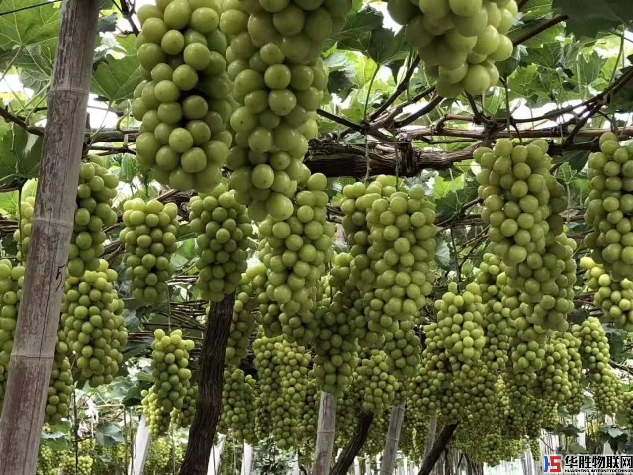 如何無(wú)土栽培蔬菜？哪些蔬菜適合無(wú)土栽培？無(wú)土蔬菜栽培技術(shù)要點(diǎn)