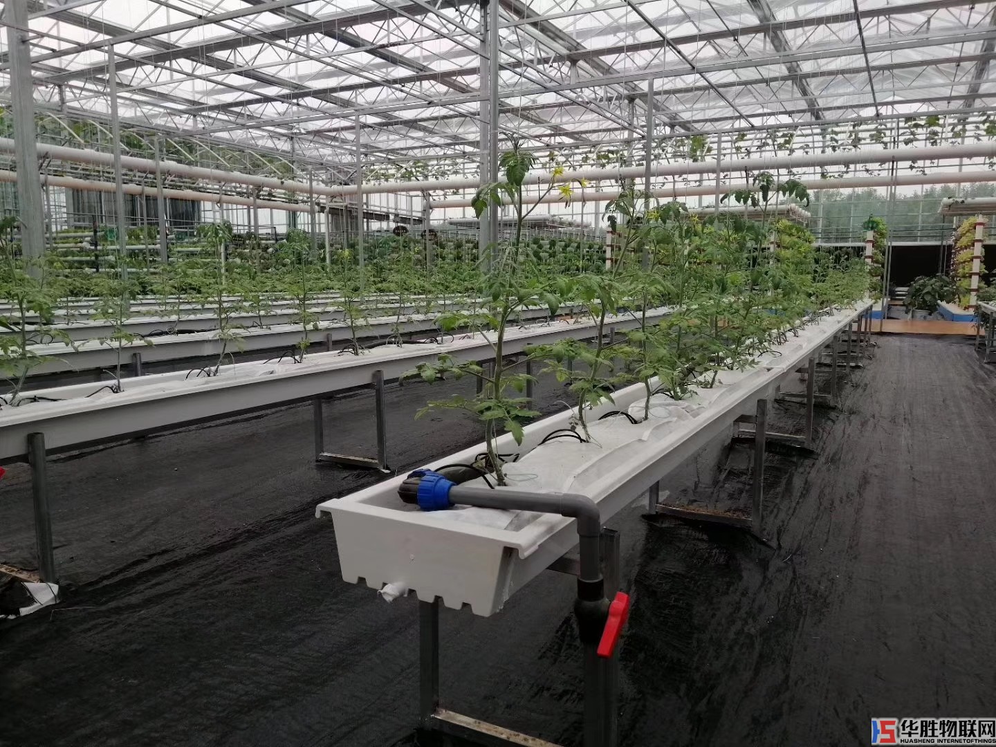 無土栽培蔬菜，這樣做高產又健康!