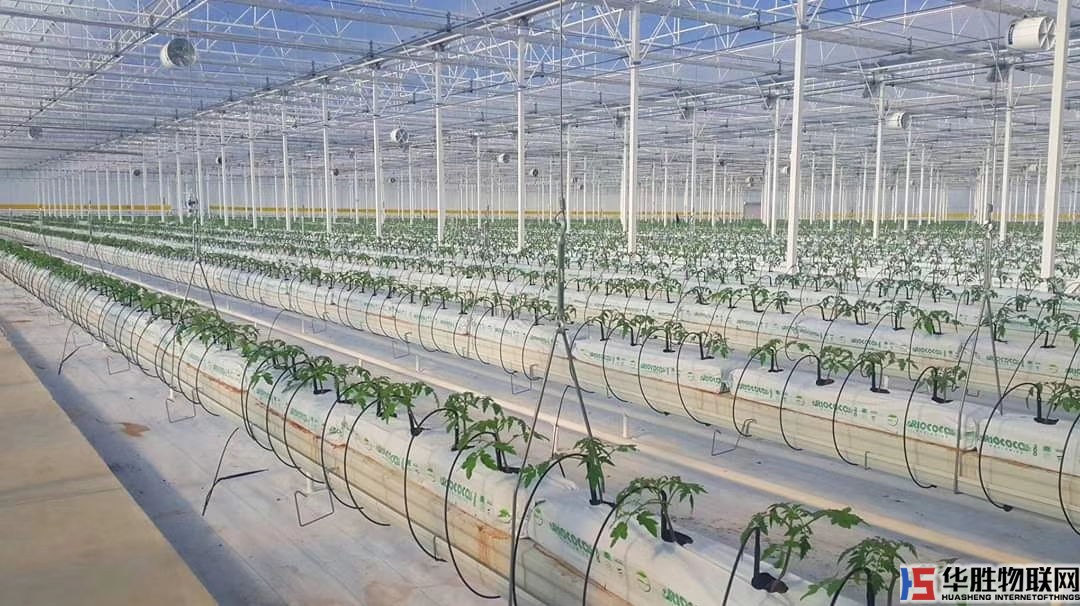 無土栽培之水培蔬菜的栽培管理要點！